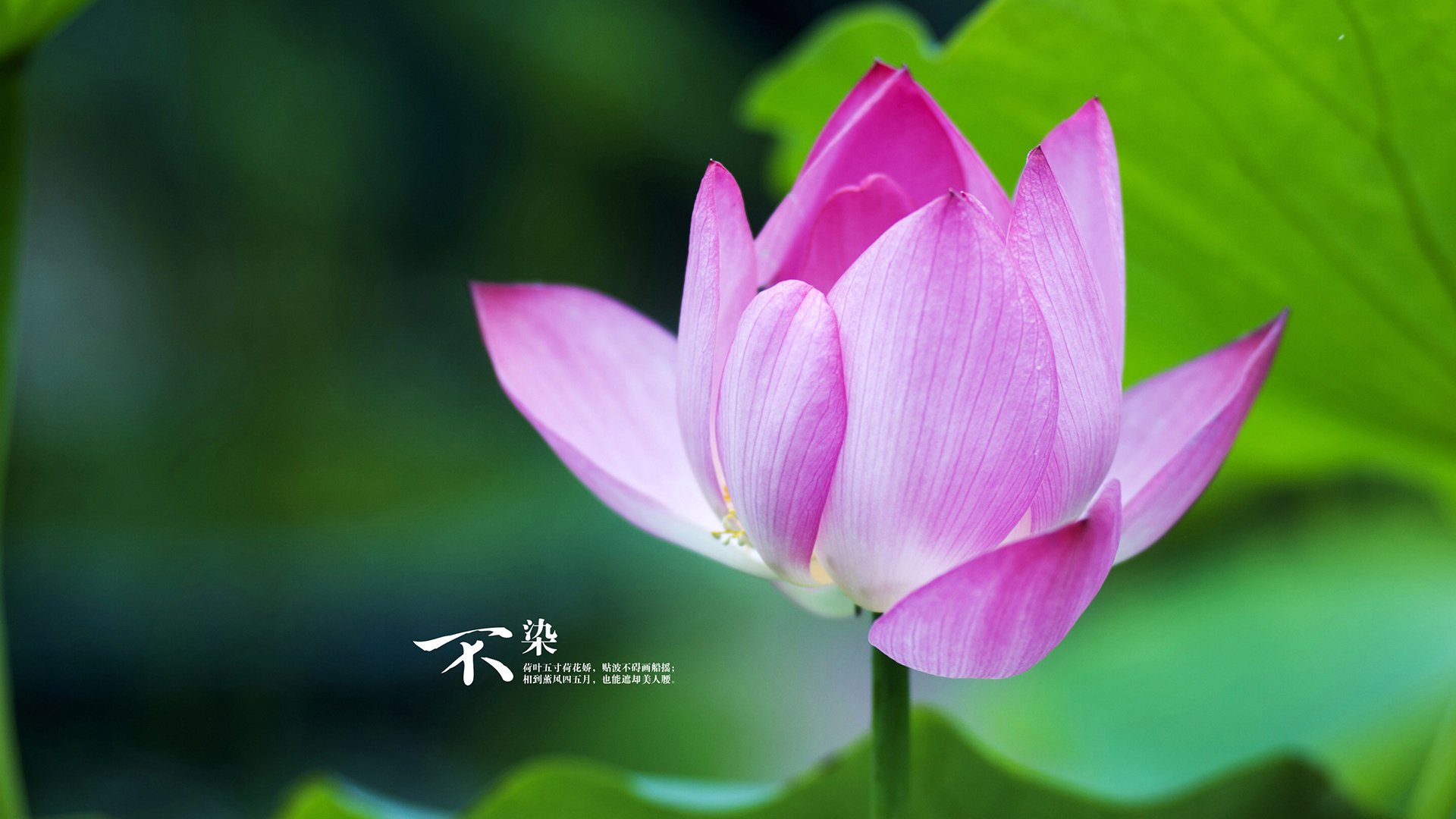 从足球场到乒乓球台，日本队的绝杀与波尔的纪录之夜