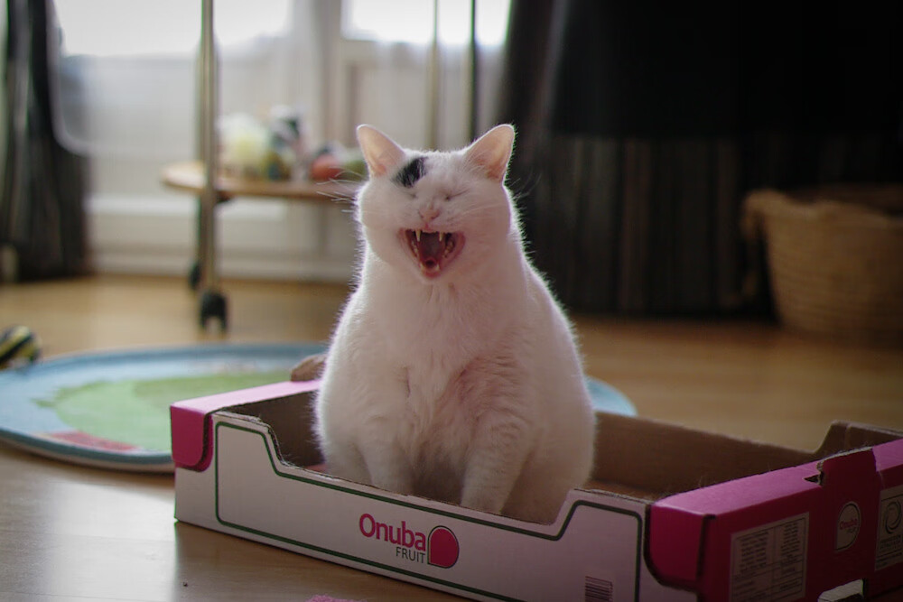 星火燎原，李梓嘉点燃赛场，马来西亚队险胜丹麦演绎逆转传奇