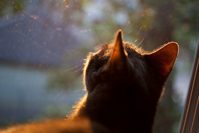 爱游戏tv-双肩上的胜利，当英格兰险胜德国，许昕扛起全队的背后