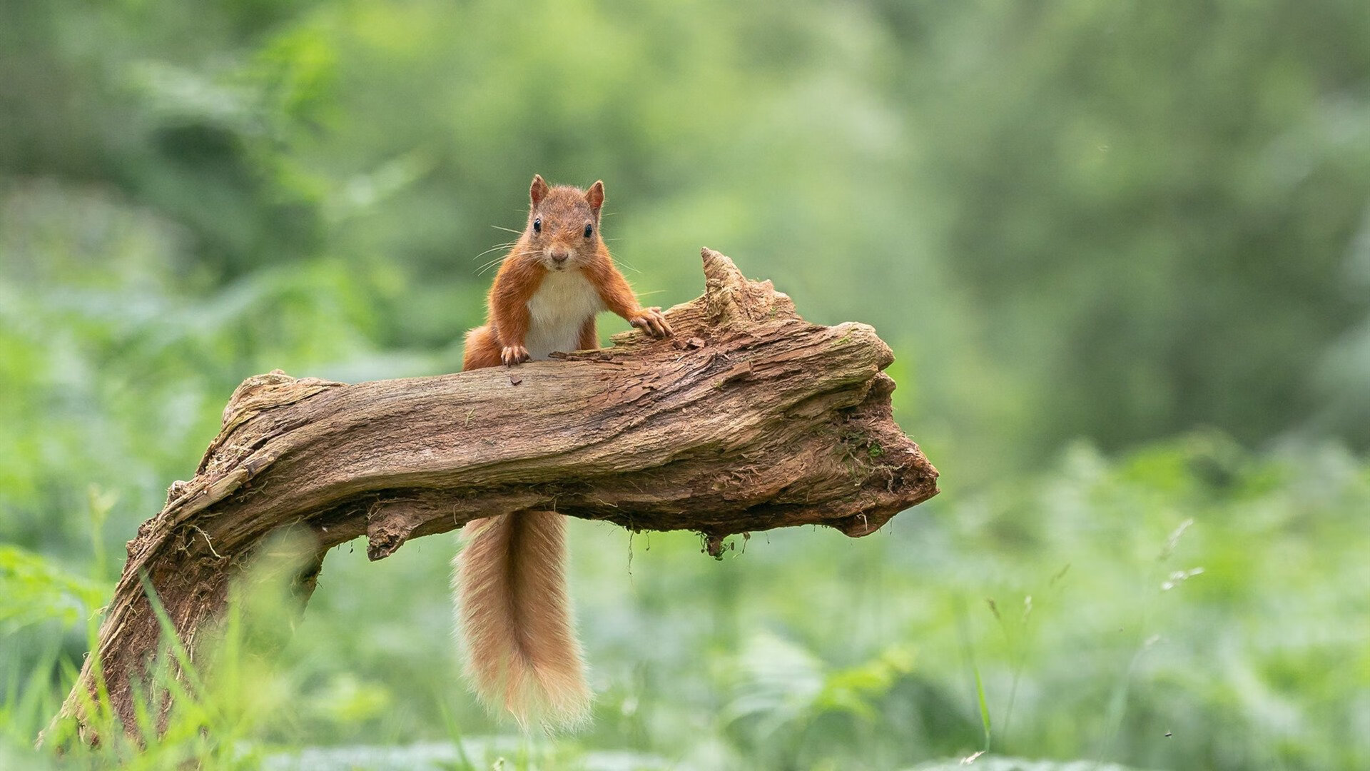 爱游戏入口-鏖战双加时，哈登飚分创史，雄鹿快艇的史诗对决与个人英雄主义的交响