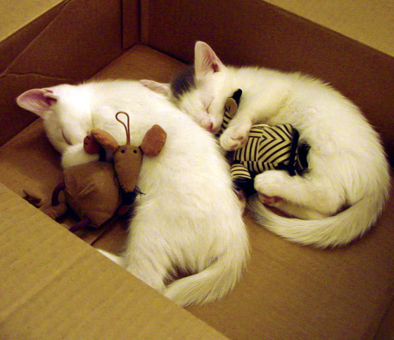 吉林风暴席卷布鲁克林!杜兰特空砍纪录夜成悲情注脚