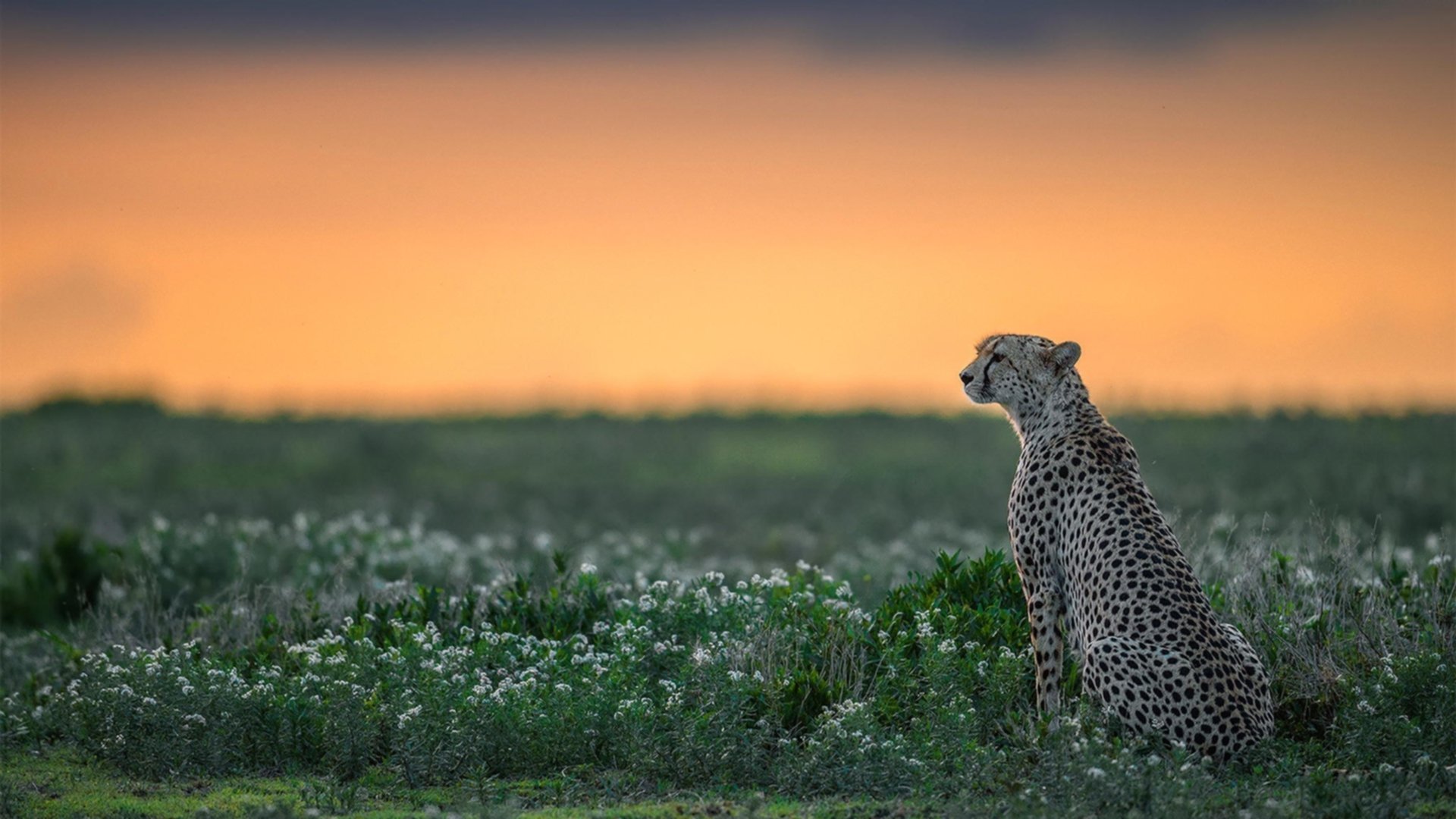 奥运周期下的足球焦点战，尤文图斯击溃贝蒂斯彰显关键斗志