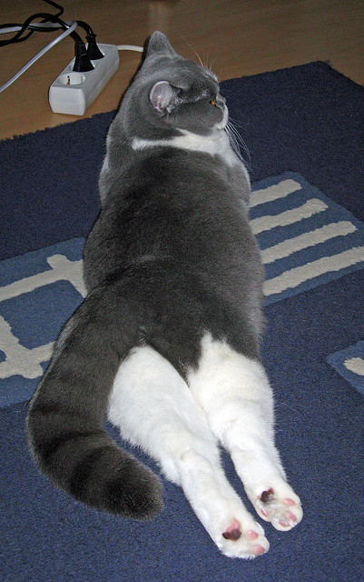 多领域巨星的胜利，从斯通斯到伊拉克的摩纳哥时刻