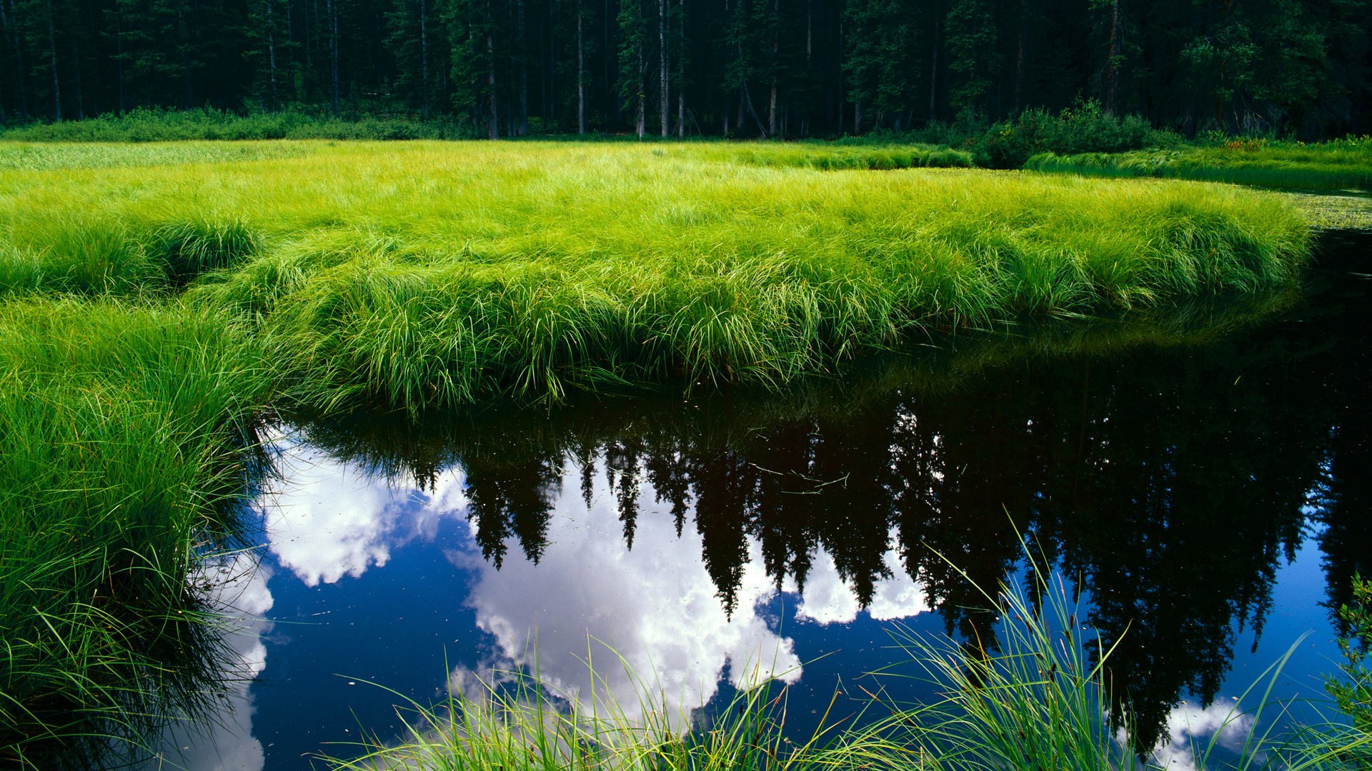 孤胆英雄与精密机器,范戴克的交响乐,莱比锡的手术刀