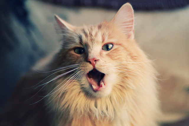 唯一的中距离大师对决，德罗赞闪光难阻快船团队风暴