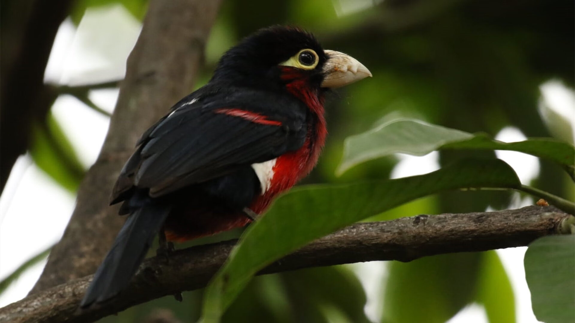从贝蒂斯狩猎到温布利加冕，黄喜灿的黄金复仇与一个亚洲杀手的终极接管