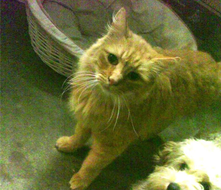 终极跨界,牙买加闪电在超级赛道世界杯决赛圈正面击溃黄色潜水艇