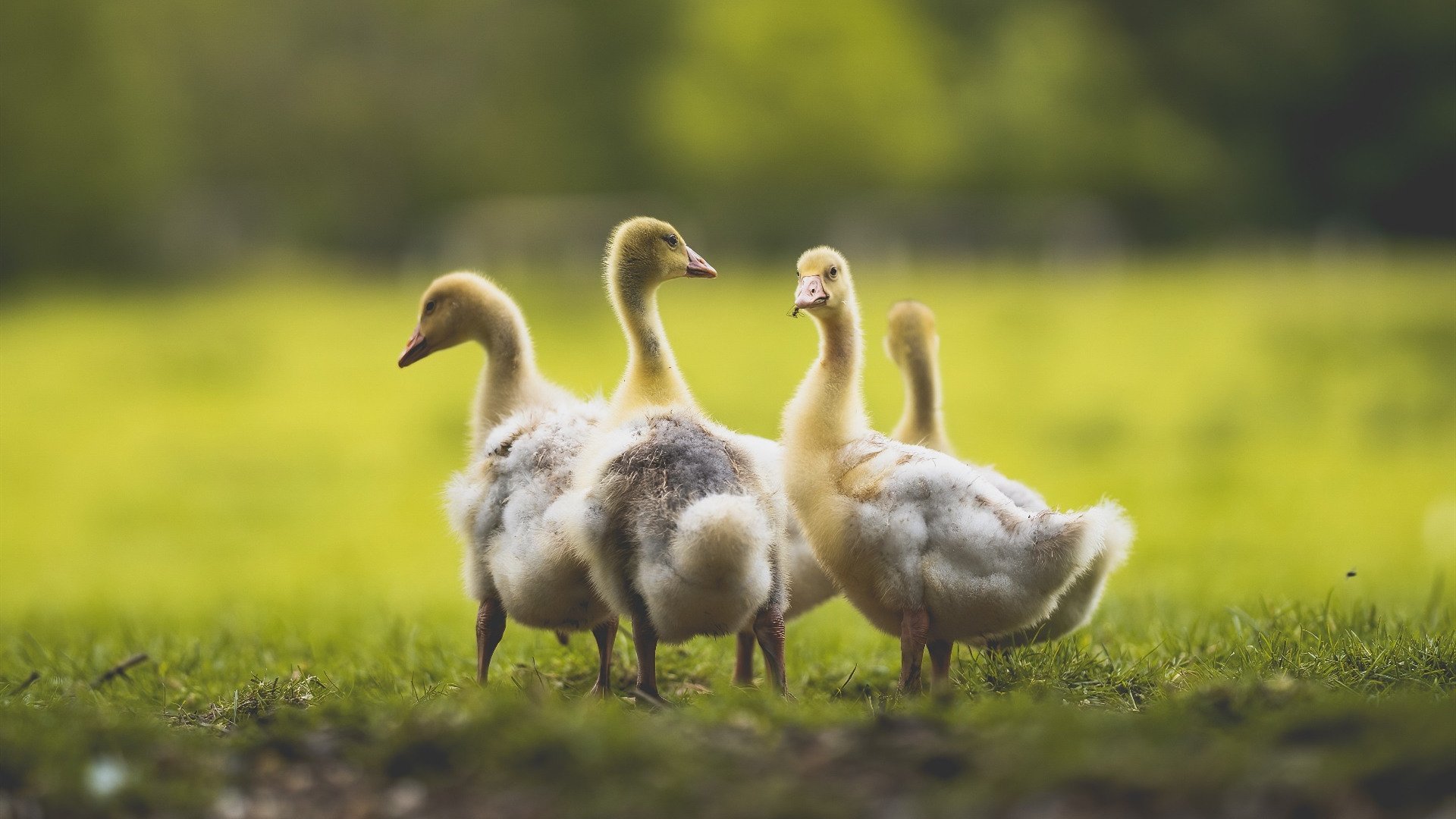 爱游戏官网-经纬之间，当玻利维亚的高原风暴遇上范戴克的不掉线防御