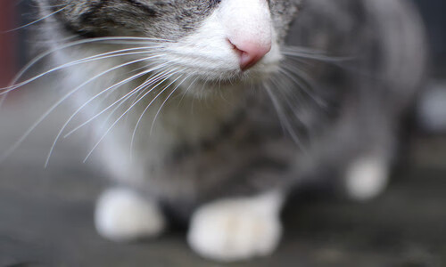 爱游戏官网-赛道上的跳投，掘金战术快攻与克莱的冠军圈接管艺术