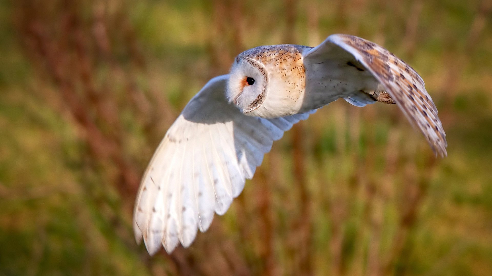 篮球版诺曼底，几内亚奥运资格关键战中的历史性碾压