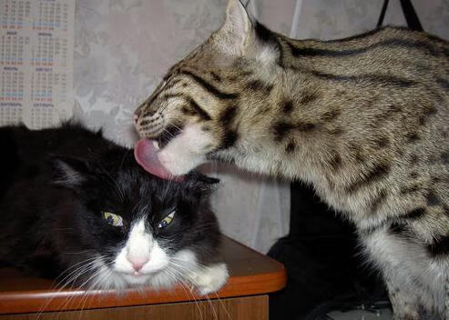 爱游戏在线-最后一舞，当英超上演詹姆斯式攻防转换