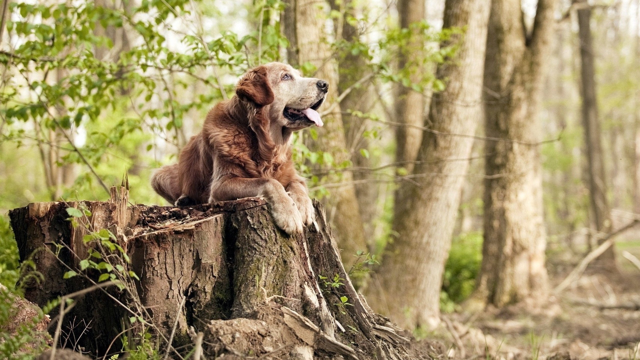 完美狙击，当布克成为公牛射穿篮网的最后一颗子弹