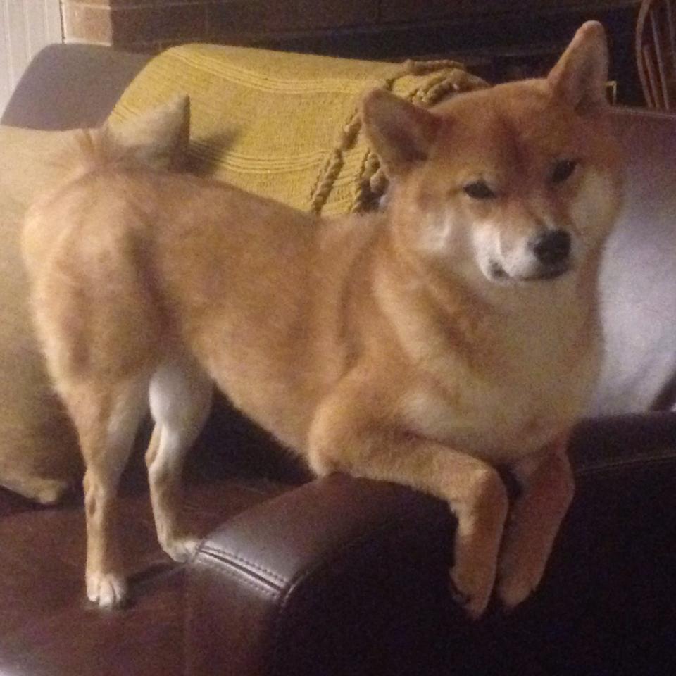 爱游戏APP-纽约与深圳的篮球纽带，布伦森用存在感连接两个世界的对决