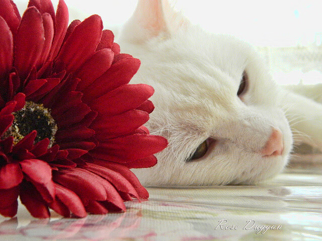 扩展思维,文章标题