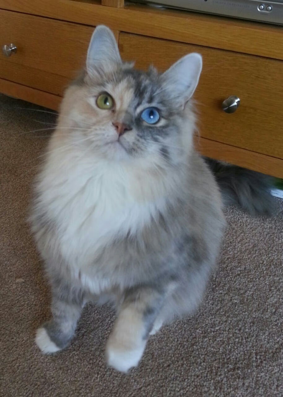 跨界绝杀！保罗38分导演惊天逆转，辽宁队险胜尼克斯创历史