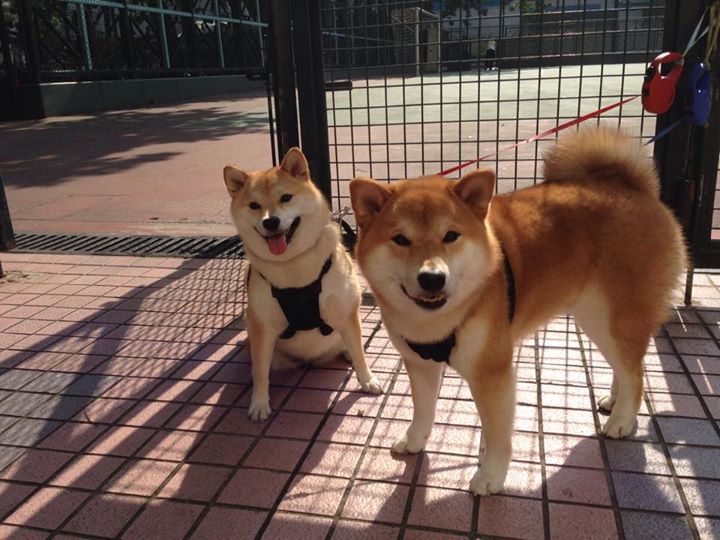 跨界体育启示，从意甲焦点战到森林狼完胜掘金的战术共鸣